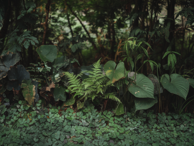Top 5 des plantes médicinales des sous-bois à connaître et comment les identifier