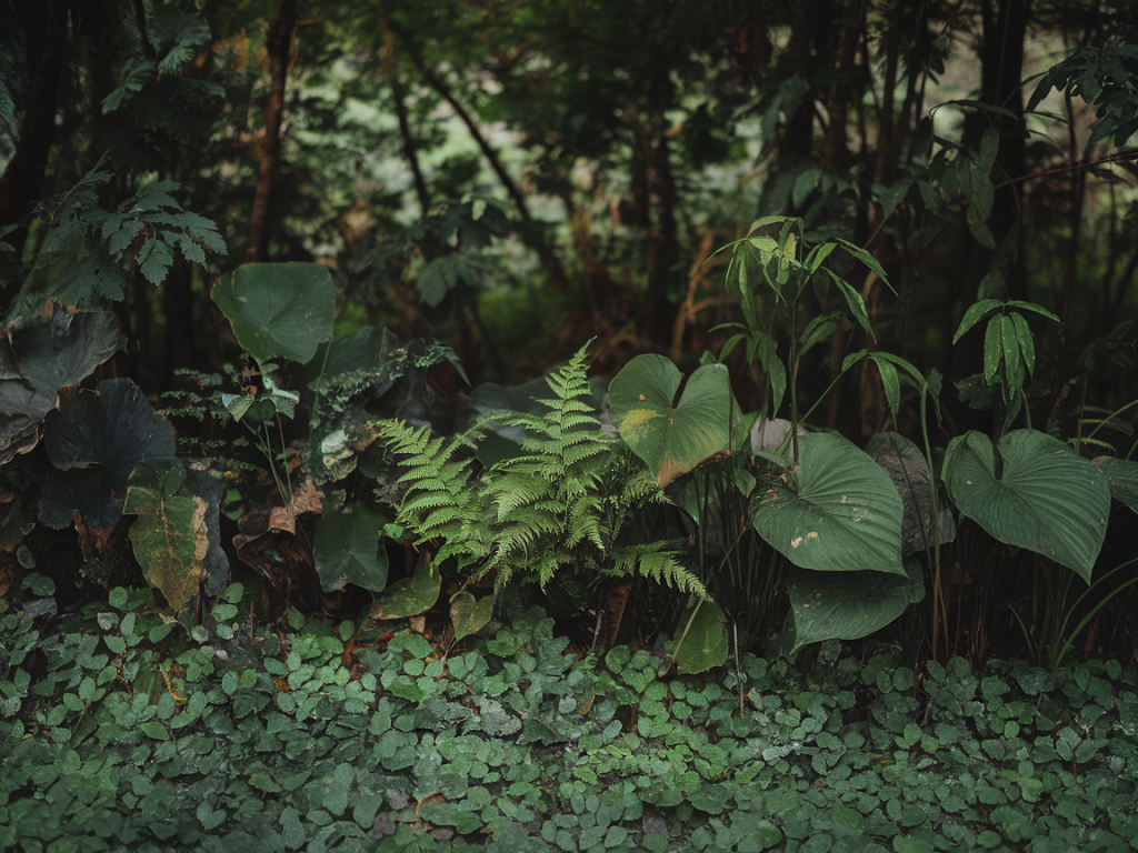 Top 5 des plantes médicinales des sous-bois à connaître et comment les identifier