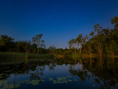 Quelle stratégie adopter pour observer les amphibiens nocturnes sans éclairer ni perturber leurs mares