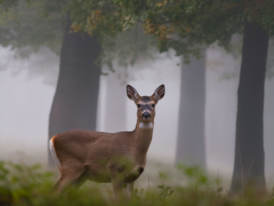 Quel réglage précis de sony a7 iii pour photographier une biche dans la brume à 70‑200 mm sans la déranger